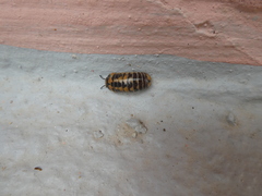 Glomeris pulchra