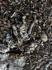 Amphimedon compressa