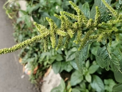 Amaranthus spinosus