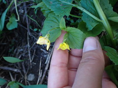 Viola glabella