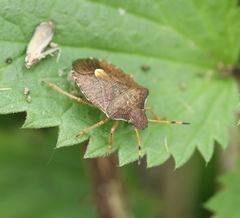 Peribalus strictus vernalis