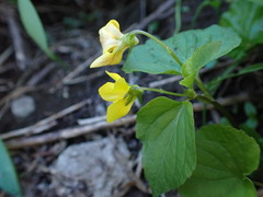 Viola glabella