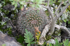 Mammillaria rhodantha
