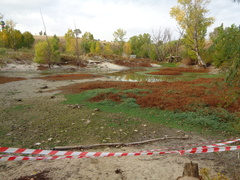 Ludwigia grandiflora