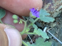 Phacelia scariosa