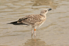 Larus fuscus