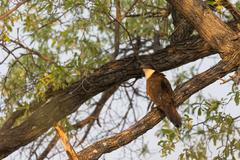 Centropus cupreicaudus