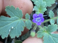 Phacelia scariosa