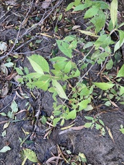 Forestiera acuminata