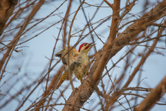 Campethera bennettii