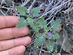 Phacelia scariosa