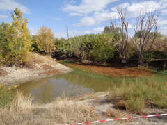 Ludwigia grandiflora