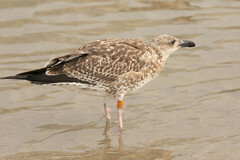 Larus fuscus