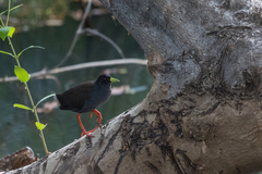 Zapornia flavirostra