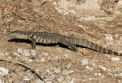 Varanus niloticus