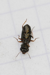 Notiophilus rufipes