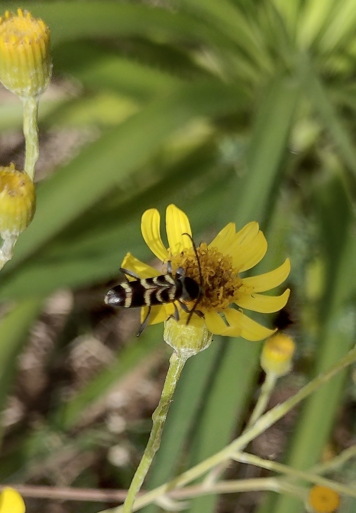 Megacyllene latreillei