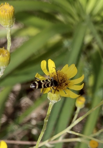 Megacyllene latreillei