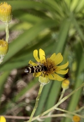 Megacyllene latreillei