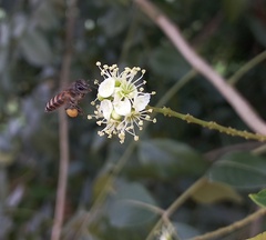 Apis cerana indica