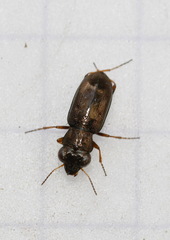 Notiophilus rufipes