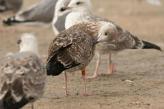 Larus fuscus