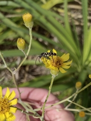 Megacyllene latreillei