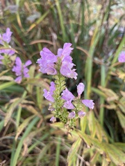 Physostegia