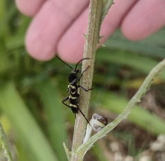 Megacyllene latreillei