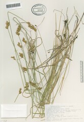 Carex suberecta