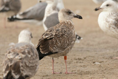 Larus fuscus