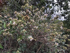 Abelia chinensis