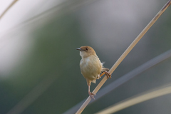 Cisticola pipiens