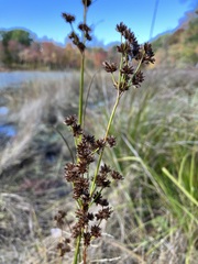 Juncus canadensis