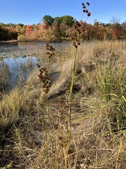 Juncus canadensis