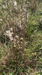 Andropogon ternarius