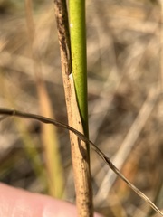 Juncus canadensis