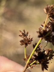 Juncus canadensis