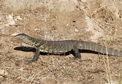 Varanus niloticus