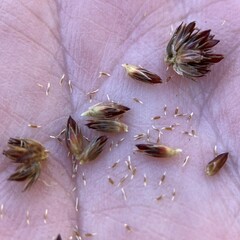Juncus canadensis