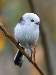 Aegithalos caudatus caudatus