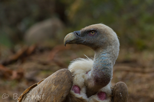 Buitre leonado (Gyps fulvus)