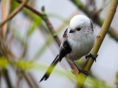 Aegithalos caudatus caudatus