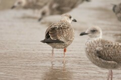 Larus fuscus
