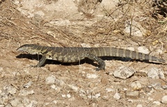 Varanus niloticus