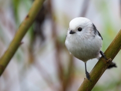 Aegithalos caudatus caudatus