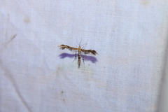 Dejongia lobidactylus