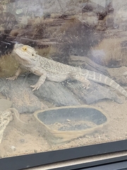 Pogona
