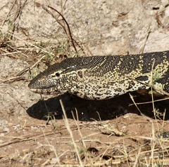 Varanus niloticus
