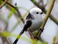 Aegithalos caudatus caudatus